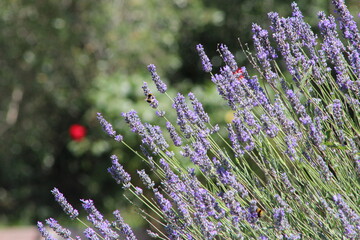 Lavender field in Italy on sunlight,Blooming Violet fragrant lavender flowers.Violet petals, close up.Spring blooming season,Gardening.