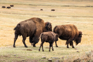 American bisons on grass field in yellowstone.