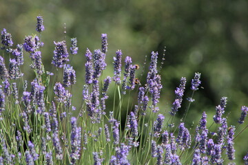 Fototapeta premium Lavender field in Italy on sunlight,Blooming Violet fragrant lavender flowers.Violet petals, close up.Spring blooming season,Gardening.