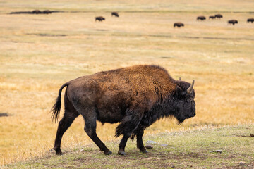 American bisons on grass field in yellowstone.