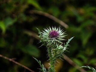   RAINY DAY VEGETATION  THISTLE PHOTO  