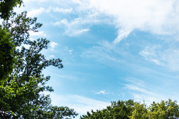 Sunny day blue sky clouds trees background overlay backdrop 