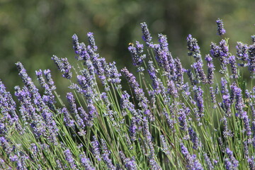 Naklejka premium Lavender field in Italy on sunlight,Blooming Violet fragrant lavender flowers.Violet petals, close up.Spring blooming season,Gardening.
