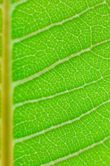closeup texture green leaves nature abstract macro pattern leaf background.