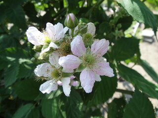 Brombeere