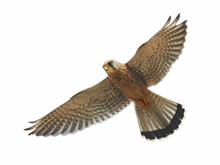 Common kestrel (Falco tinnunculus)