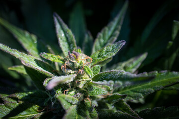 Cannabis flower in bloom - Macro