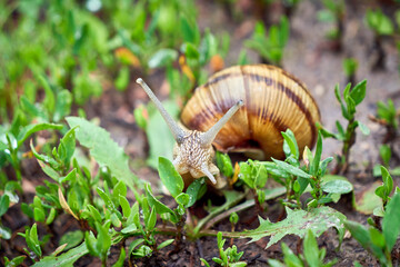 Snail crawling on soil after rain