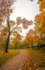 Autumn / Gold Trees in a park. Autumn landscape.