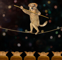 The beige dog acrobat with a pole is walking on the tightrope in the circus. Dark background.