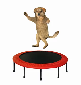 The beige dog is jumping on a red round trampoline. White background.  Isolated. Photos | Adobe Stock