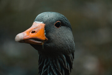Graugans Portrait