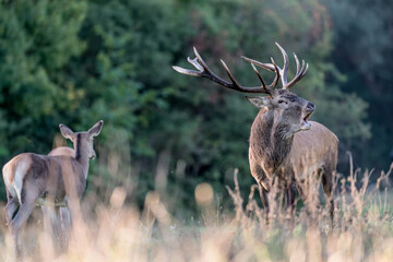 Red deer male and female at sunrise (Cervus elaphus)