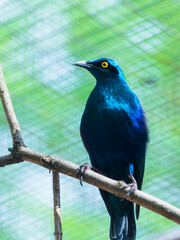 An African tropical bird greater blue-eared glossy-starling