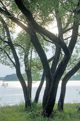 Warm summer evening. Landscape. Vertical shot. Colorful sky before sunset