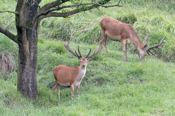 Naklejka na ściany i meble Red deer male at the edge of the woodland (Cervus elaphus)