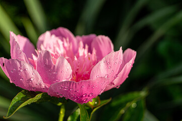pink peony flower in water drops