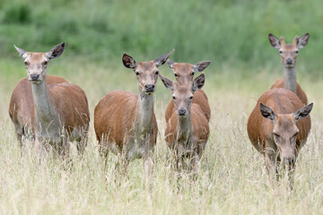 Herd of deer in mountain prairie (Cervus elaphus)