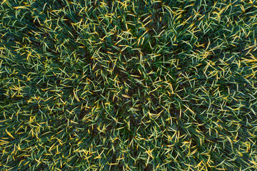 Aerial view of green wheat field. Drone flying over Beautiful Natural Wheat field at sunset. 4k resolution, slow motion.