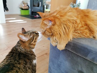 Two cats loving each other, 2 cats kissing each other, 2 k&uuml;ssende Katzen - Katzenliebe