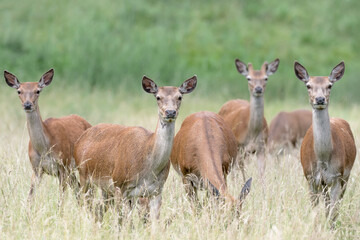 Herd of deer in the field (Cervus elaphus)