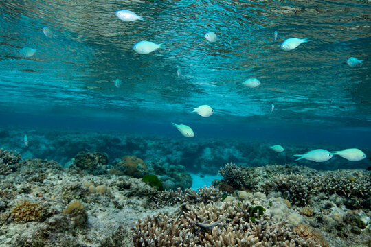 coral reef and fish