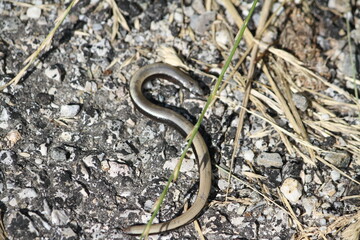 Slow worm (scientific name: Anguis fragilis)