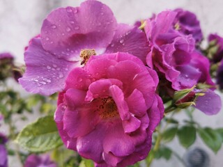 Violette Blumen Pflanzen mit Tau