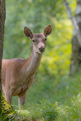 Beautiful portrait of Red deer female at sunrise (Cervus elaphus)