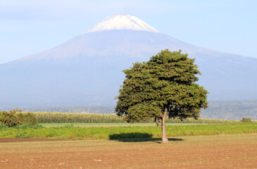 un árbol solo, un paisaje limpio por el correr del aire en la mañana y don goyo cubierto de nieve.