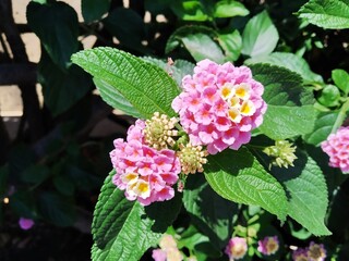 Pink Lantana flowers are species of Verbena, also known as West indian lantana, Yellow sage, Spanish flag, Umbelanterna, it's botanical name is Lantana camara.