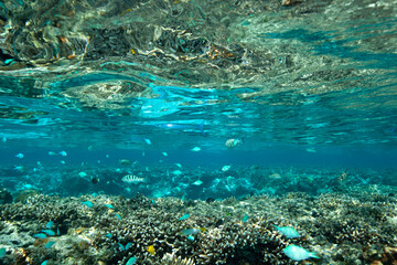 underwater scene with coral reef