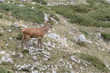 Red deer male on the mountain (Cervus elaphus)