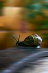 Schnecke auf Speed im Garten