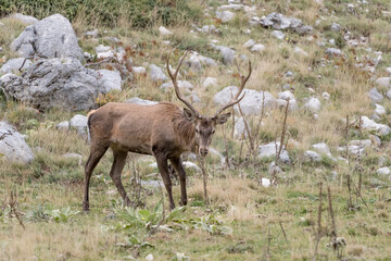Red deer male sniffs scent of female in rutting season (Cervus elaphus)
