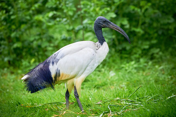 Black-headed ibis in natural habitat (Threskiornis melanocephalus)