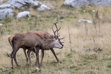 Fight between Red deer in mountain region (Cervus elaphus)