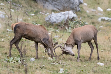 Naklejka na ściany i meble Struggle between Red deer males (Cervus elaphus)