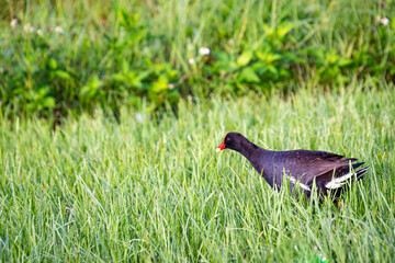 Common Moorhen marsh bird foraging in the grass at Gainesville Florida Wetlands.