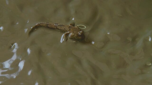ムツゴロウ　干潟　有明海　４K