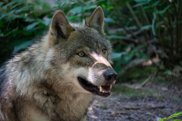 Wolf im Wildpark Gangelt