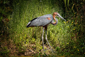 black crowned crane