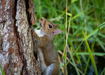 Grey Ground Squirrel on tree in Acworth Georgia.
