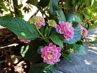 Pink Lantana flowers are species of Verbena, also known as West indian lantana, Yellow sage, Spanish flag, Umbelanterna, it's botanical name is Lantana camara.