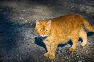 A beautiful, bright red color stray cat is slowly walking along the road. Cat crosses the road.

