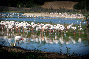 flamingos in the lake