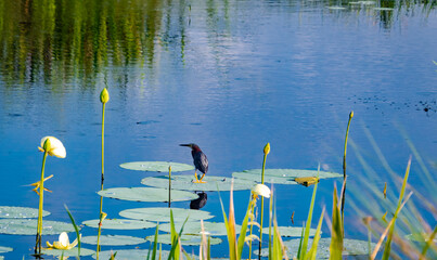 Green Heron sitting on pond lili pads at Gainesville Florida wetlands.
