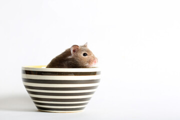 Black and white cup on a white background and a cute hamster peeps out of it
