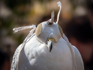 close up of a bird