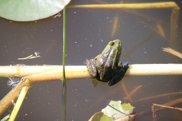 Small frog on the surface of a small reed-covered forest pond